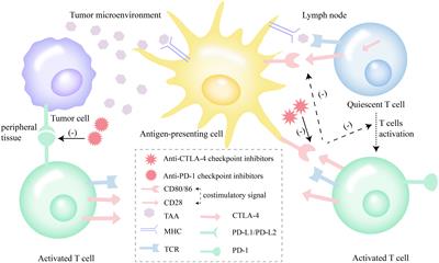 Immune checkpoint inhibitors and acute kidney injury